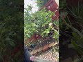 You Won't Believe How Fast My Garden Responded #gardening #plants #satisfying #shorts