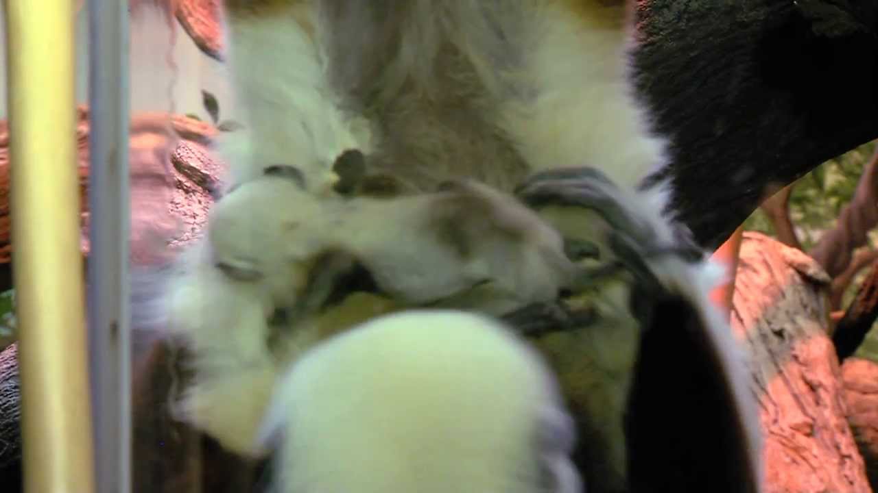 Cincinnati Zoo welcomes three baby lemurs in three days