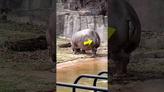 This Is Why Hippo Do This