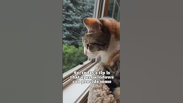 Is it safe to open windows for your cats? audio: thetwocrazycatladies #shorts #catsofyoutube #cats
