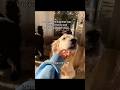 Adopted the dog that was returned twice and labeled a 'problem dog'... #dog #goldenretriever #natpat
