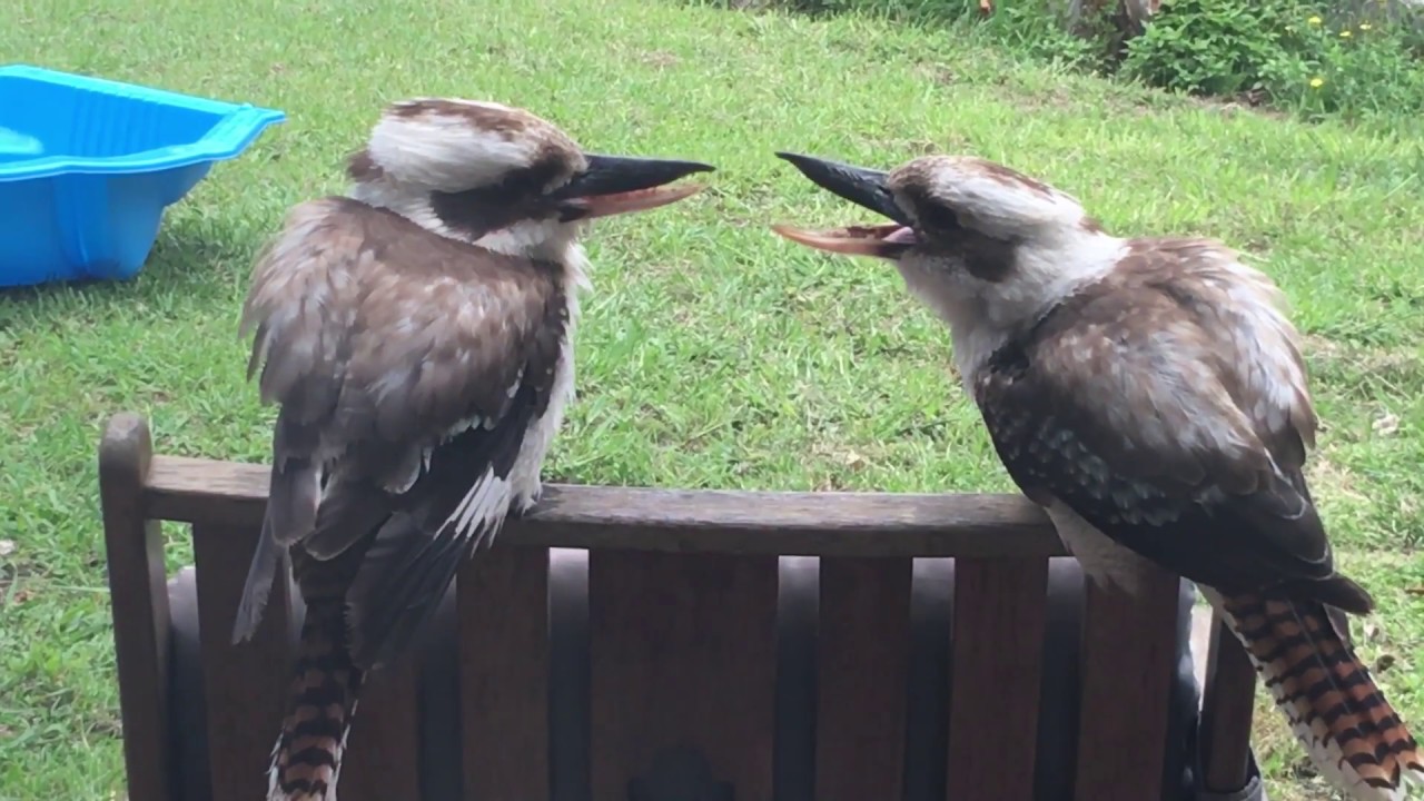 Two kookaburras having an argument?