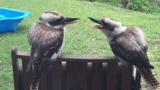 Download Lagu Two kookaburras having an argument? MP3