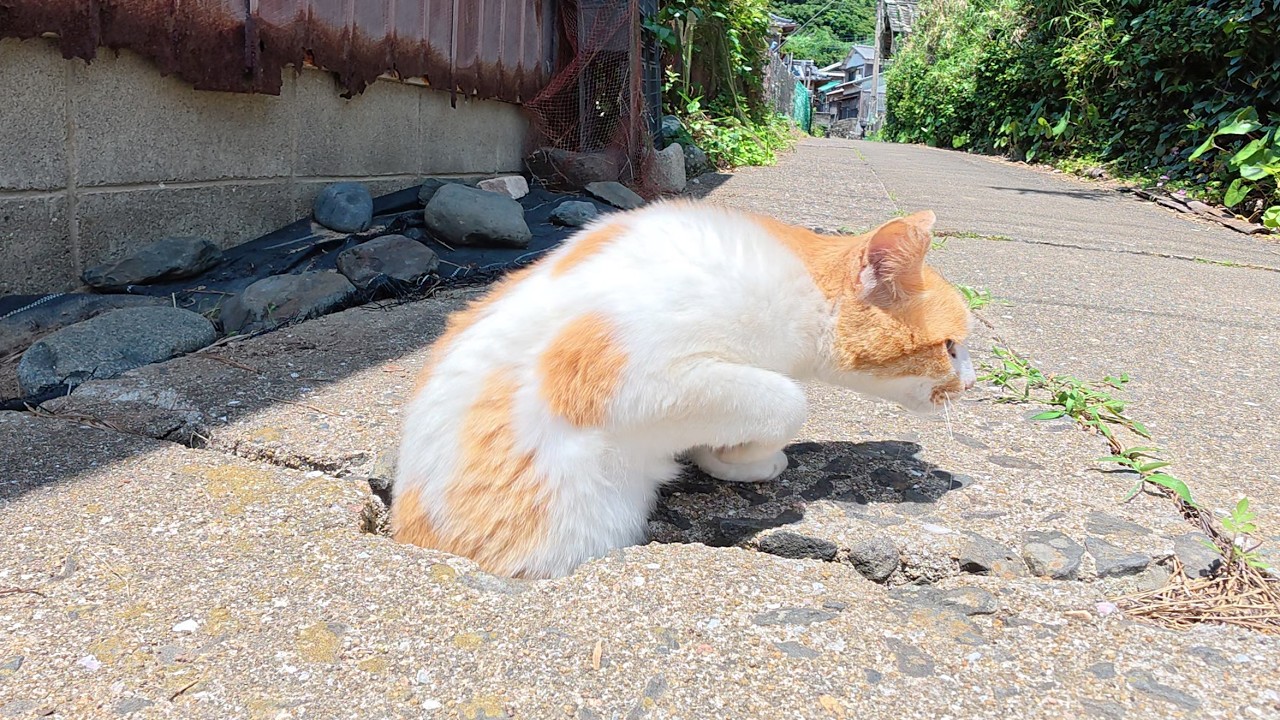穴の中にヌルっと入っていき、ニョキっと出てくる茶シロ猫