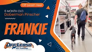 6 mo Doberman Pincher Frankie ~ Best Doberman Pincher Trainers ~ Off Leash K9 Training  Phoenix by Off Leash K9 Training Phoenix 30 views 9 days ago 59 seconds