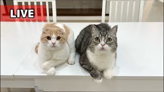 もちまる日記の配信のサムネイル画像