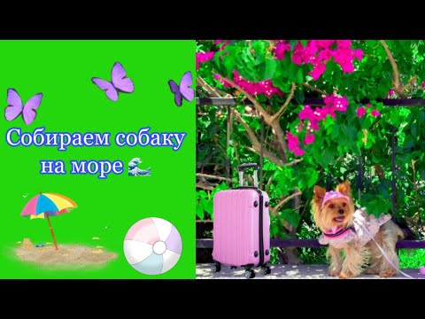 Что я беру для собаки на море // Собираем собаку в поездку