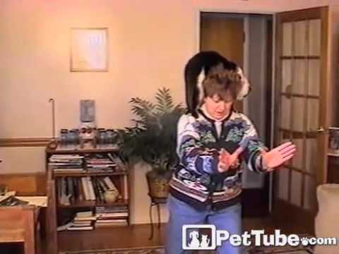 cute cats for sale Tai Chi Kitty- PetTube