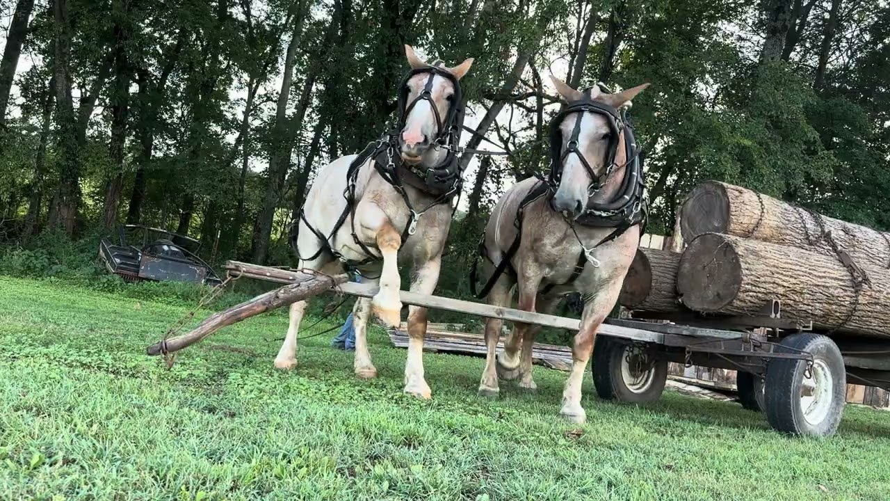 Goofing around with horses