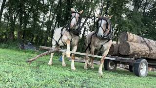 Goofing around with horses