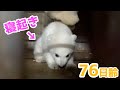 【ホッキョクグマ】エサをあげに行ったら赤ちゃんが寝起きでした【76日齢】Polar Bear Baby Growth Record(Day 76)