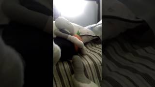Sleeping Rabbit Snores And Farts Loudly