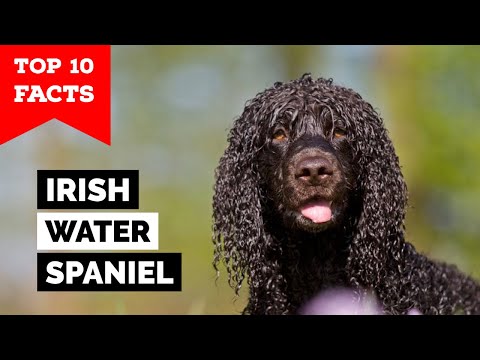 Video: Irish Water Spaniel