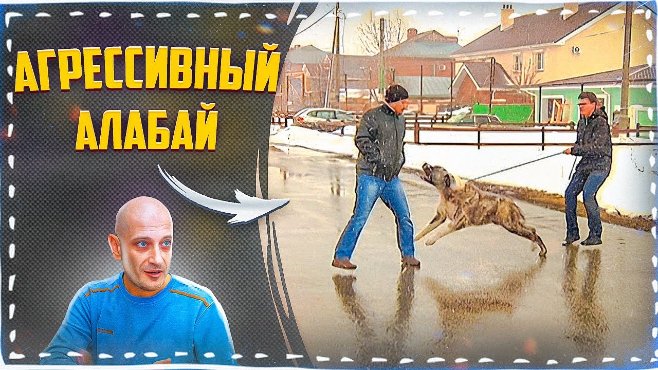 дрессировщик собак Цезарь Милан