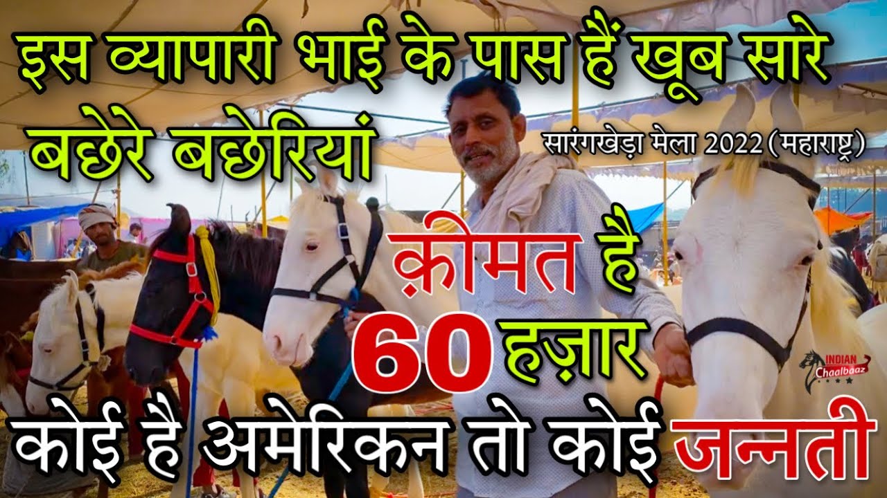 यूपी के व्यापारी भाई मेले लेकर पहुँचे अमेरिकन और जन्नती बछेरे बछेरियां Sarangkheda Mela 2022