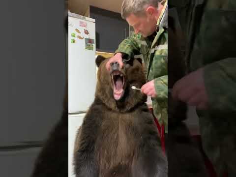 Утро. Только в России можно увидеть медведя, чистящего зубы. )))