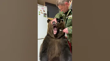Утро. Только в России можно увидеть медведя, чистящего зубы. )))