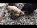 Treating Egg bound Hen- recovery 2