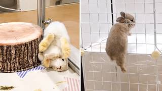 FUNNIEST Rabbits Off The Year 😂 | BEST Rabbits Video'ss Part 2! 🐰🐰!