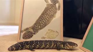 Making Art with your Reptile Sheds! *DIY*
