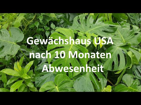 Gewächshaus USA nach 10 Monaten Abwesenheit