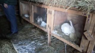#Центр Ворот Кокшетау - Кролики в частном подворье