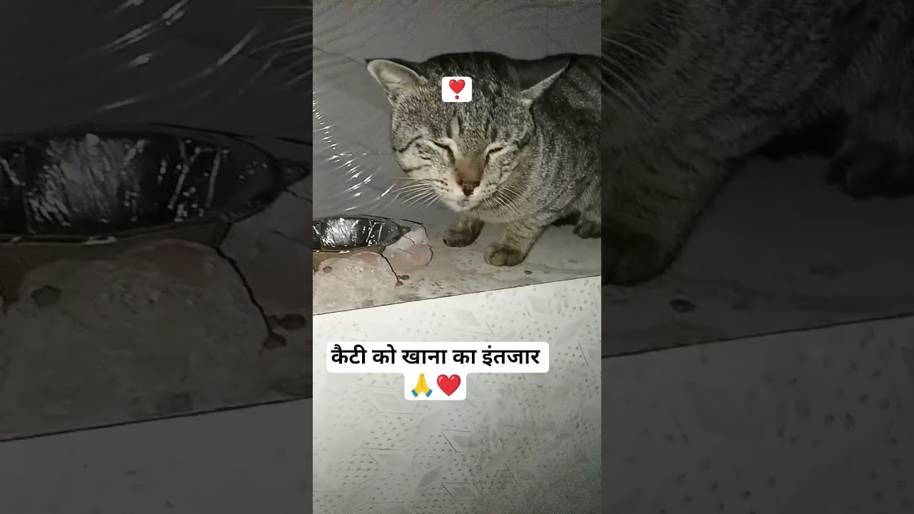 street cat daily feeding bhookh kya Hoti hai bezubaan ke Dil se poochho 🐈❤🙏#shorts #cat