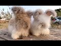 Adorable fluffy rabbits have huge ears