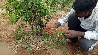 Pomegranate wilt a deadly disease with multiple causes