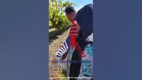 Công việc farms tại Robinvale Úc kiếm 300 đô Úc/ ngày - HÁI NHO XUẤT KHẨU