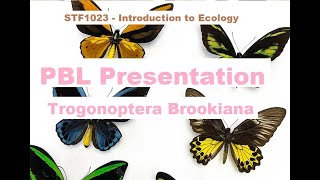 [⭐ Marks : 7.5/10] PBL Presentation | Trogonoptera Brookiana | STF1023 - Introduction to Ecology