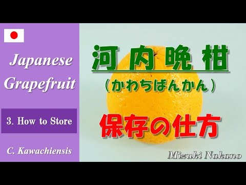 【河内晩柑③】保存の仕方