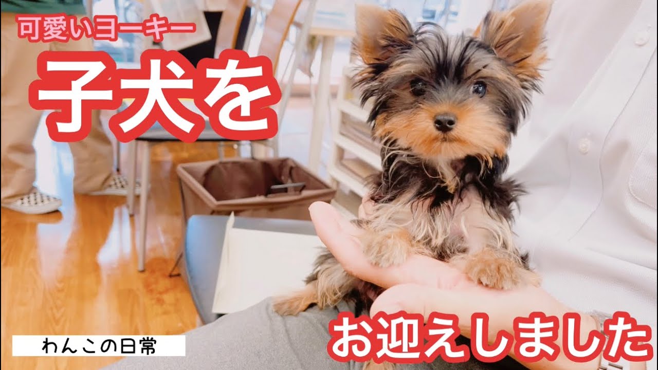 子犬お迎え初日】可愛い極小ヨーキーと先住犬の顔合わせ♡初めての多頭 