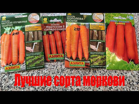 Лучшие сорта моркови для открытого грунта и для длительного хранения