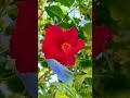 #naturelove#flowers #redflowers#hibiscus #chaitranavratri #namodurge #saveenvironment #music #nature
