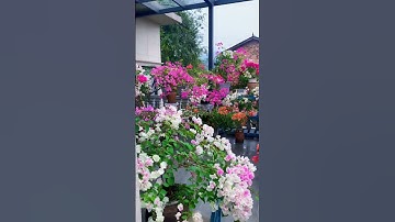 Thumbnail of Gardening Decor Ideas For Home #homegardenideas #gardeningideasforhome #naturephotography #diy #yt