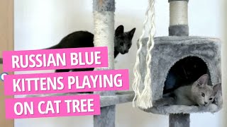 Russian Blue Kittens playing on Cat Tree by Rupert the Cat and Family 586 views 2 years ago 4 minutes, 7 seconds