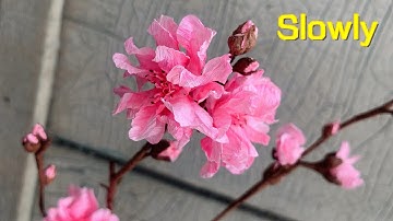 ABC TV | How To Make Double Peach Blossom With Crepe Paper (Slowly) - Craft Tutorial