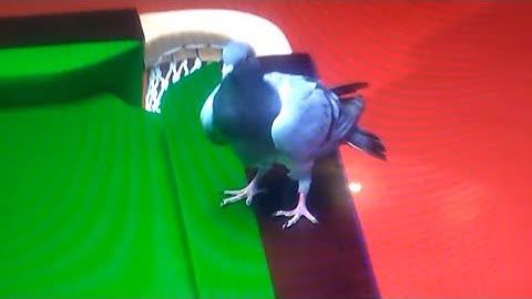 KBV-234 Pigeon Interrupts Play At The World Snooker, Crucible Theatre!