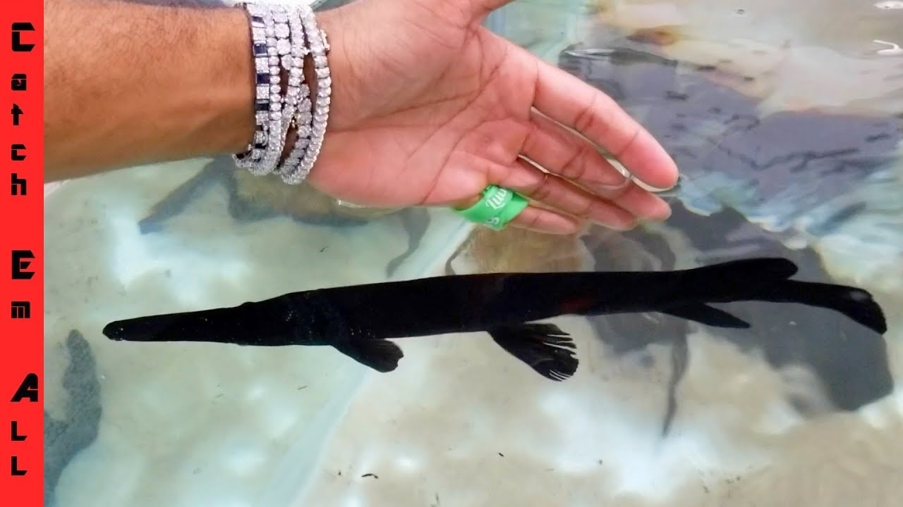 BLACK GAR! rare HIGH PRICED black fish 