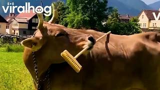 Adorable But Out Of Control Animals! || Viralhog