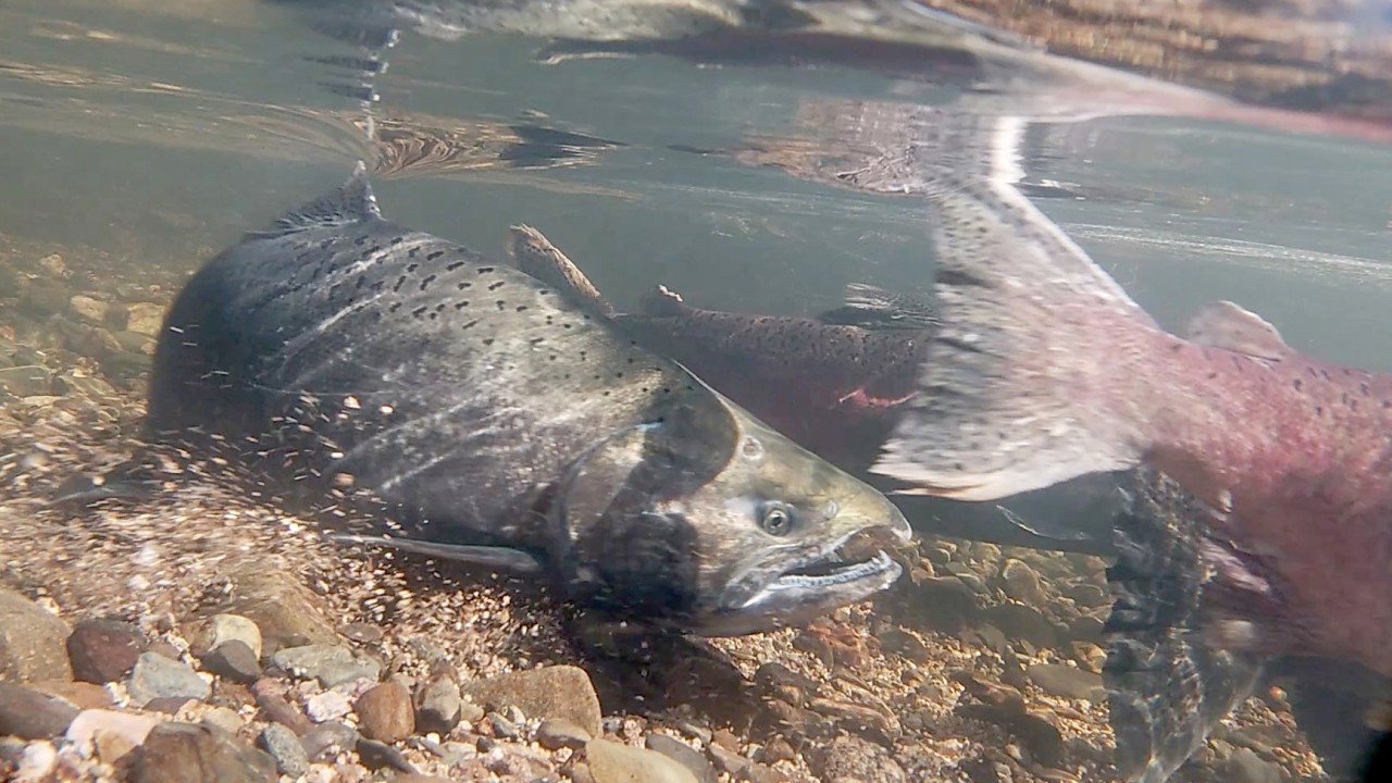 Signs of Salmon Swimming the Streets of Lincoln, CA