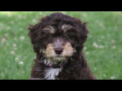 10 Unbelievable Crossbreed
