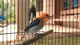 Suara burung cit keres / KEMADE GACOR | MP3 Masteran & Pancingan Cabe cabean bahan agar cepat NGALAS