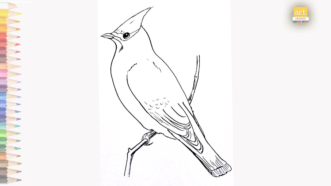 Perched Cedar Waxwing bird drawing How to draw A Bird drawing easy