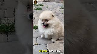 Cute Dogs That Instantly Brighten Your Day | Fun &amp; Amazing Facts | dogs