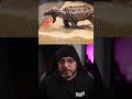 La Tortuga Caimán #animals#shorts
