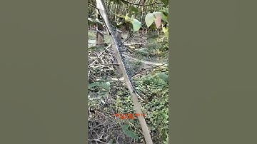 đi trúc mủ cao su gặp rắn nha