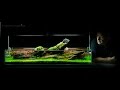 Aquarium aquascape tutorial guide crimson sky by james findley  the green machine