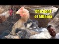 The chickens of Albania, Part 2